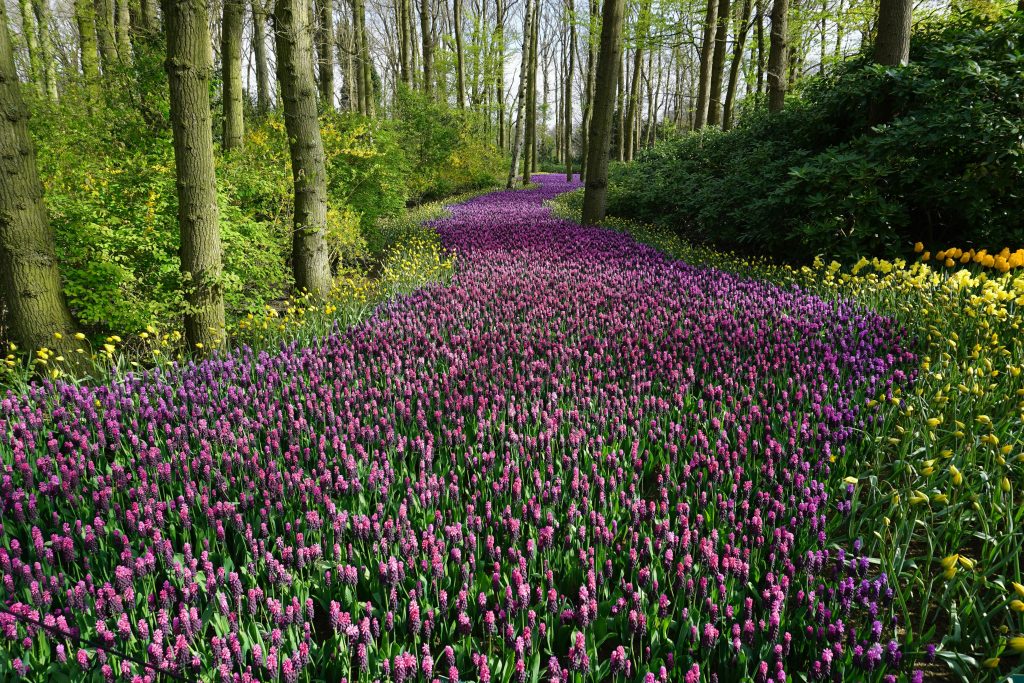 A vibrant pathway through blooming spring flowers in a serene woodland.
